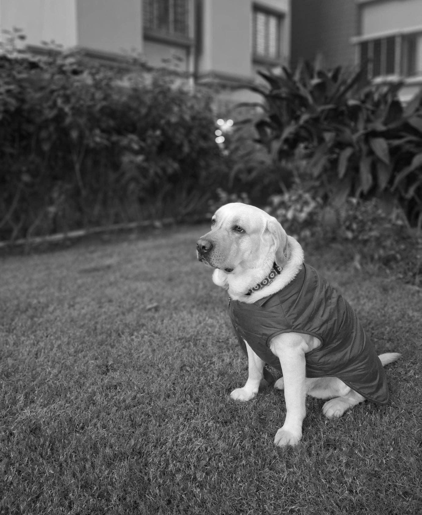 simba image bw